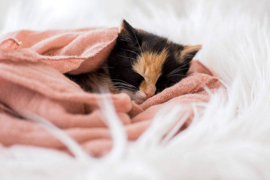 The Newborn Kitten Photoshoot I Did With A Rescue Kitten That Rescued My Sister!