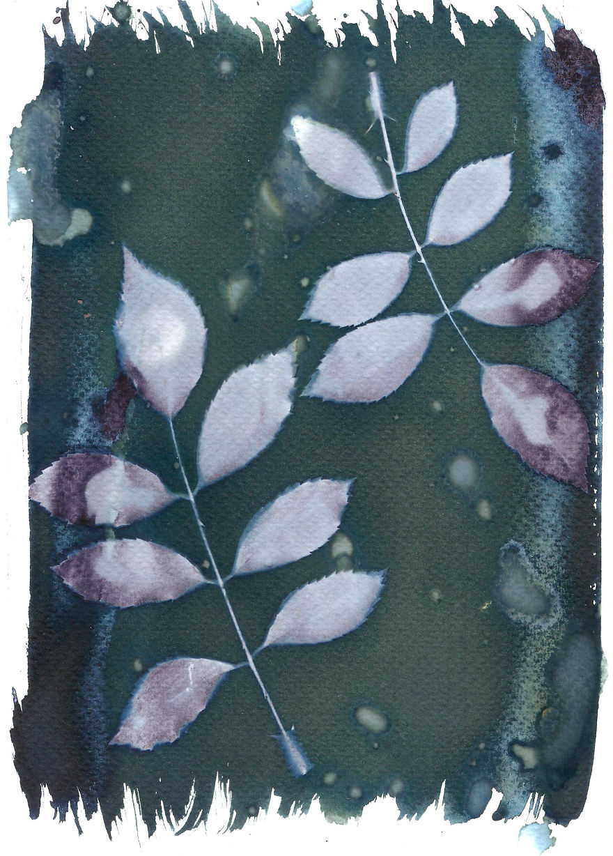 I Create Beautiful Mistakes Deliberately Wrecking Cyanotype Photo Process I Create Beautiful Mistakes Deliberately Wrecking Cyanotype Photo Process