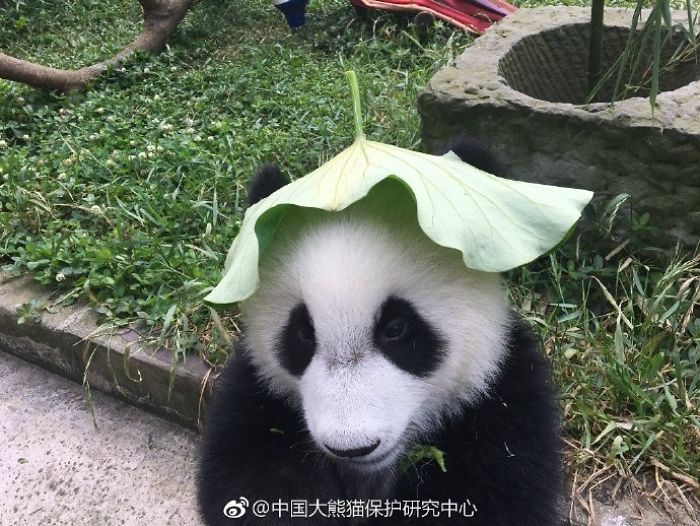 Hey Bored Pandas, Let Me Tell You How The Real Panda Babies Escape From The Blaze Of The Hot Sun