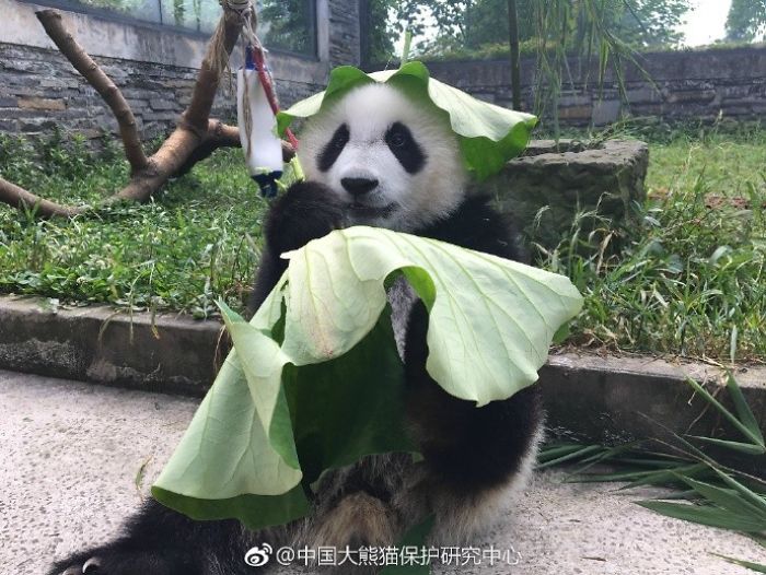 Hey Bored Pandas, Let Me Tell You How The Real Panda Babies Escape From The Blaze Of The Hot Sun