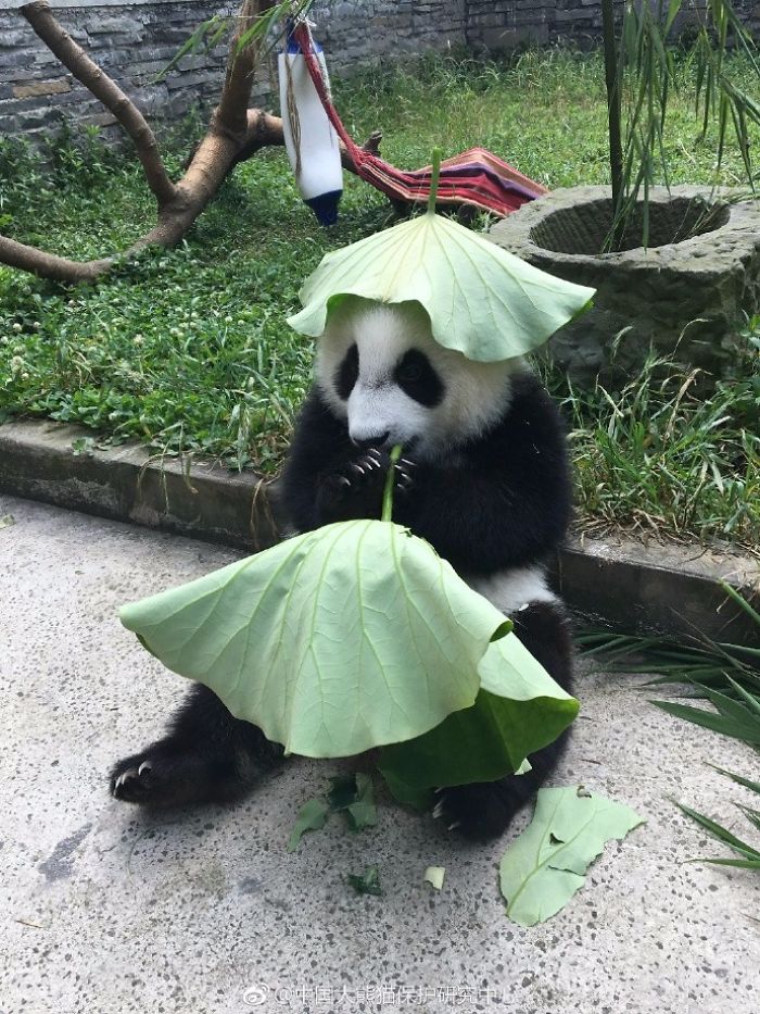 Hey Bored Pandas, Let Me Tell You How The Real Panda Babies Escape From The Blaze Of The Hot Sun