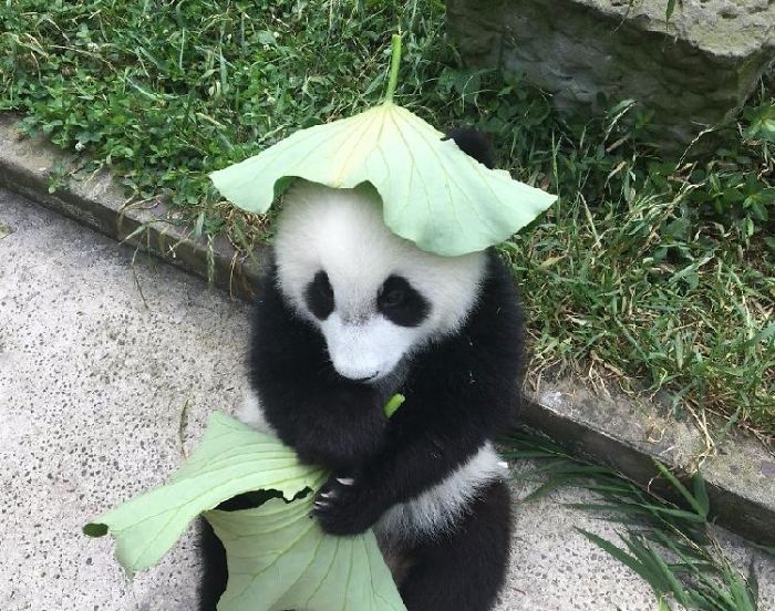 Hey Bored Pandas, Let Me Tell You How The Real Panda Babies Escape From The Blaze Of The Hot Sun