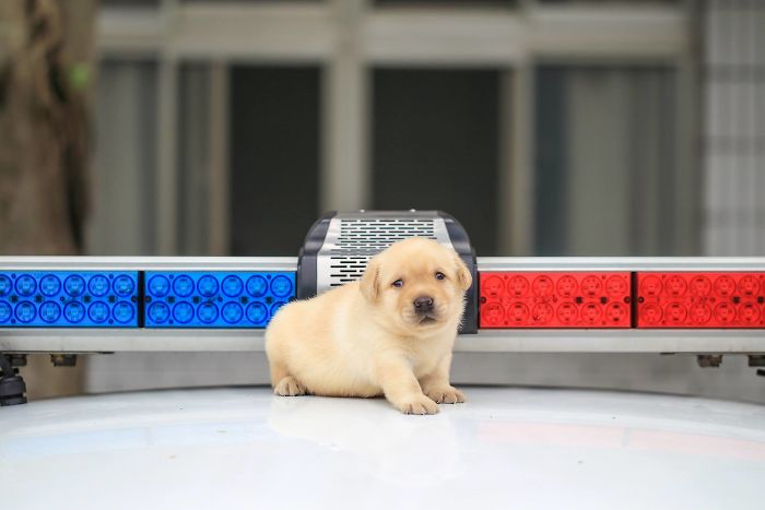 Police Recruits New Puppies, And The Internet Is Having Serious Cuteness Overload