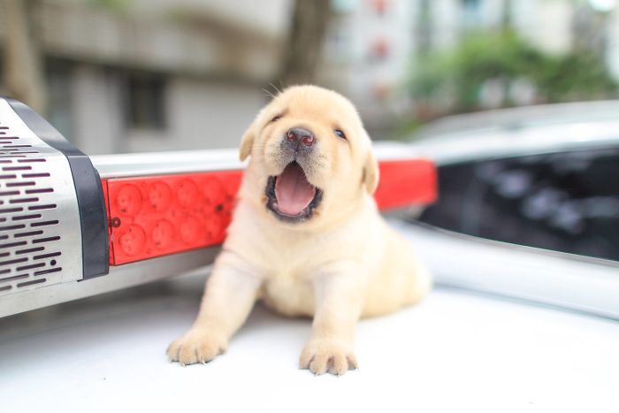 Police Recruits New Puppies, And The Internet Is Having Serious Cuteness Overload