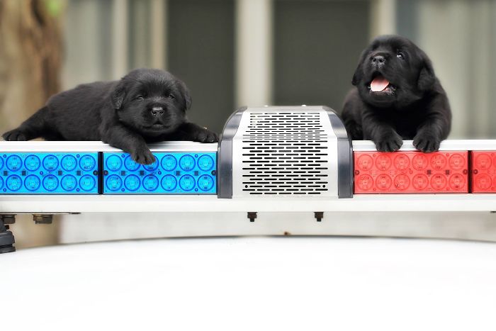 Police Recruits New Puppies, And The Internet Is Having Serious Cuteness Overload