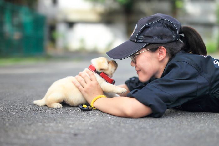 Police Recruits New Puppies, And The Internet Is Having Serious Cuteness Overload