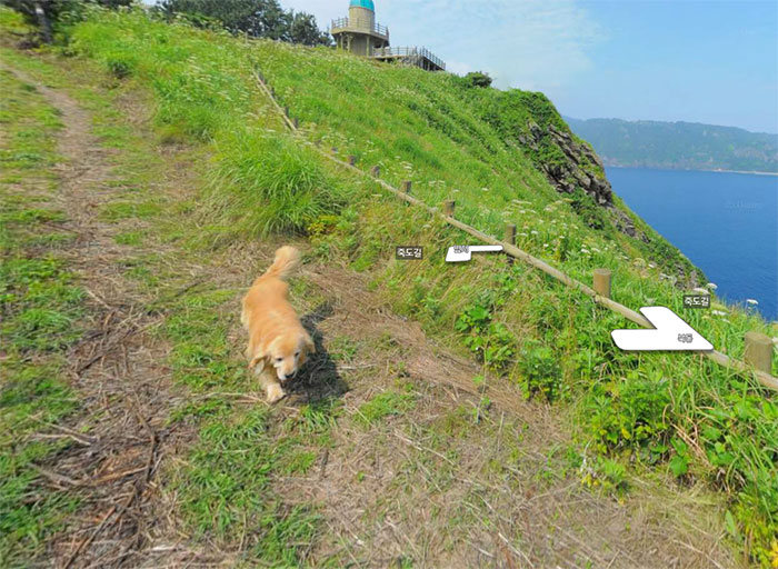 Dog Follows Street View Photographer, Photobombs Each And Every Photo