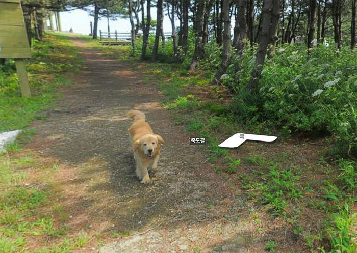 Dog Follows Street View Photographer, Photobombs Each And Every Photo