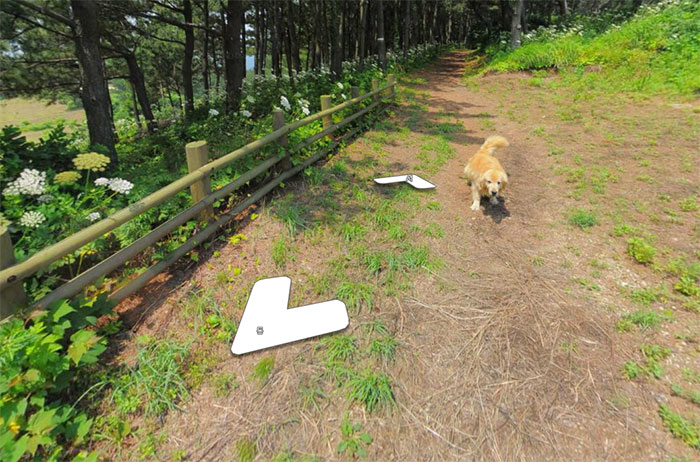 Dog Follows Street View Photographer, Photobombs Each And Every Photo