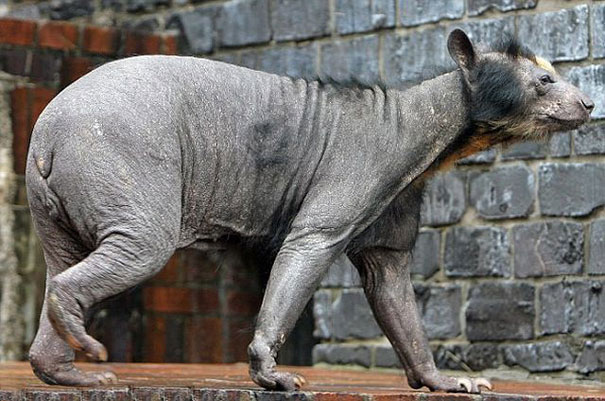 These 15 Animals Without Hair Are Barely Recognizable