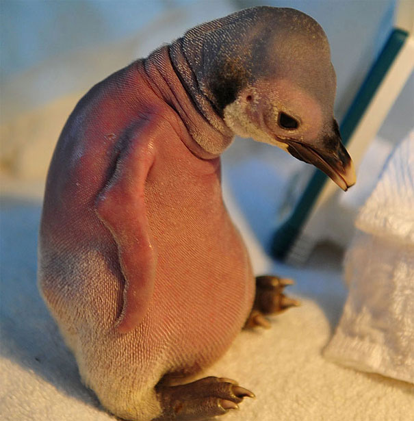 These 15 Animals Without Hair Are Barely Recognizable