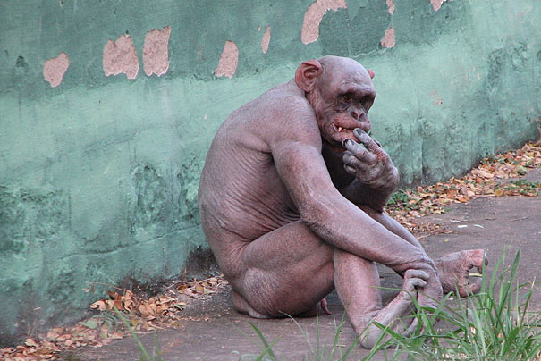 These 15 Animals Without Hair Are Barely Recognizable