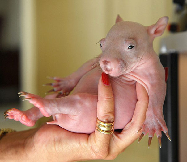 These 15 Animals Without Hair Are Barely Recognizable