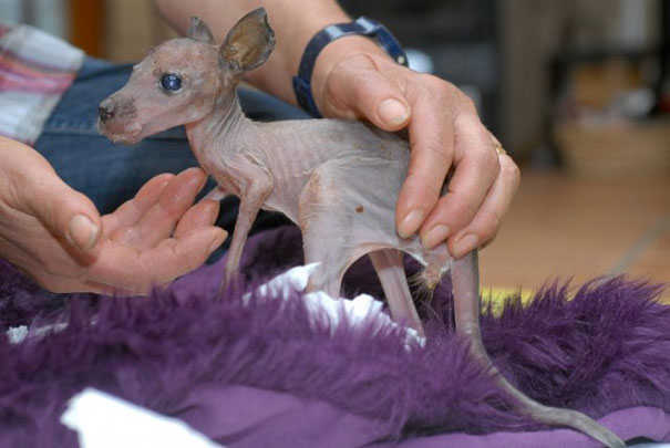 These 15 Animals Without Hair Are Barely Recognizable