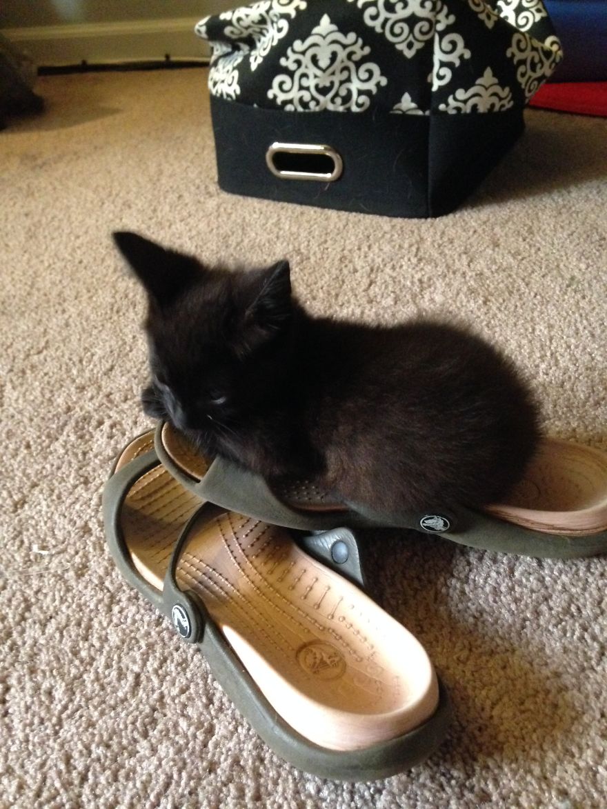 Meet Inky, The Kitten With No Eyelids Meet Inky, The Kitten With No Eyelids