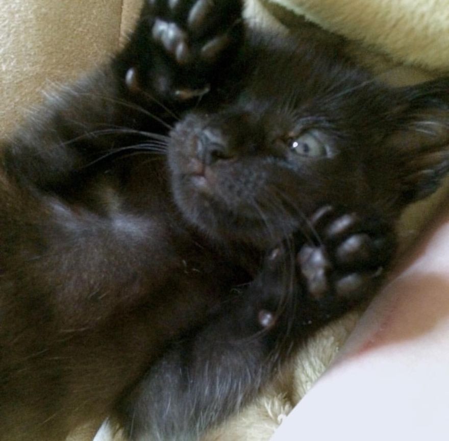 Meet Inky, The Kitten With No Eyelids Meet Inky, The Kitten With No Eyelids
