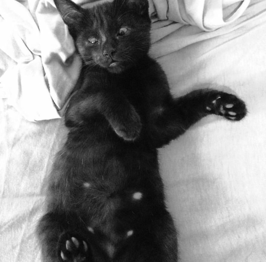 Meet Inky, The Kitten With No Eyelids Meet Inky, The Kitten With No Eyelids