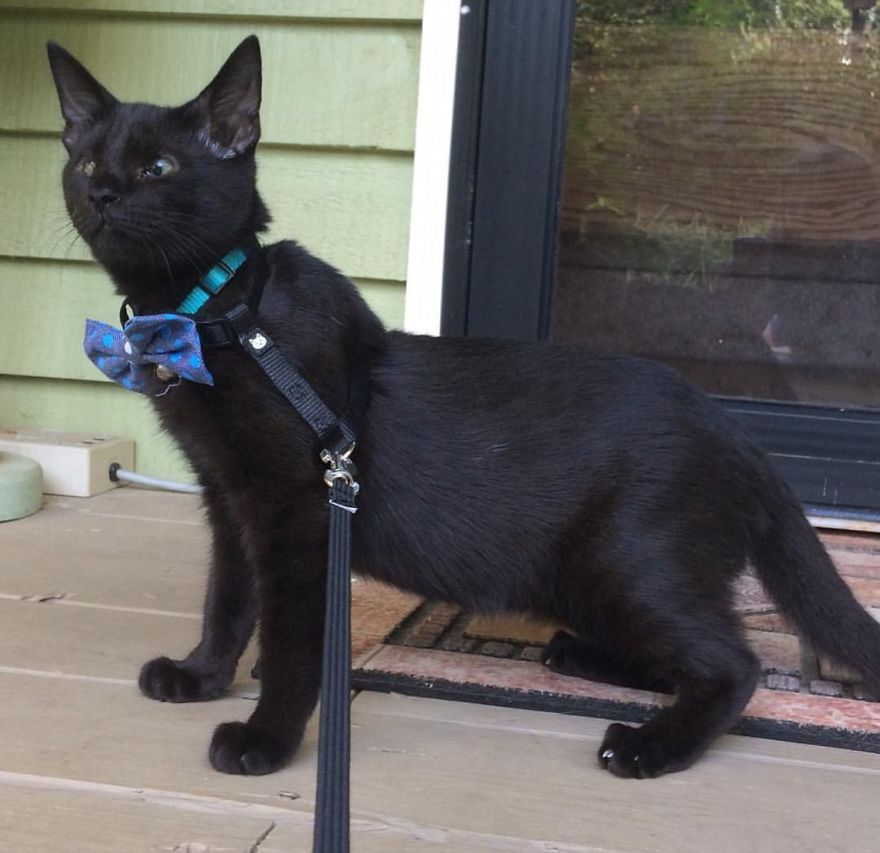 Meet Inky, The Kitten With No Eyelids Meet Inky, The Kitten With No Eyelids