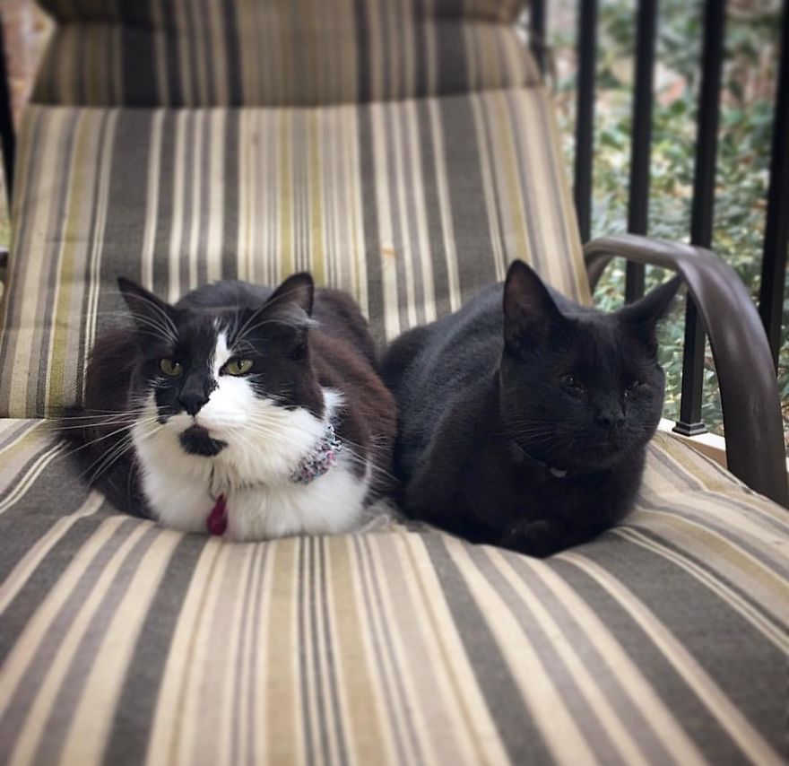 Meet Inky, The Kitten With No Eyelids Meet Inky, The Kitten With No Eyelids