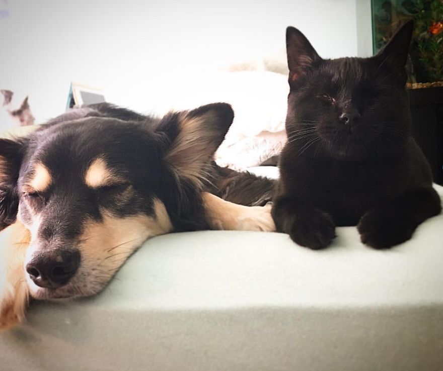 Meet Inky, The Kitten With No Eyelids Meet Inky, The Kitten With No Eyelids