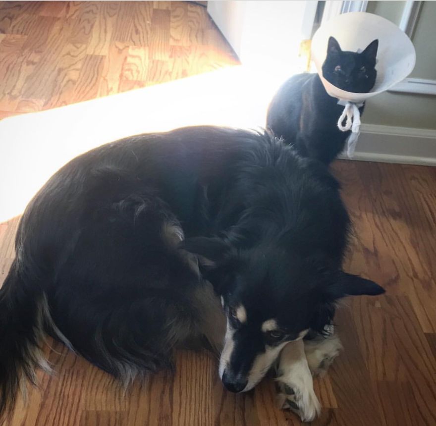 Meet Inky, The Kitten With No Eyelids Meet Inky, The Kitten With No Eyelids