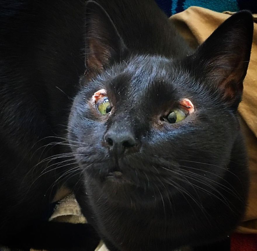 Meet Inky, The Kitten With No Eyelids Meet Inky, The Kitten With No Eyelids