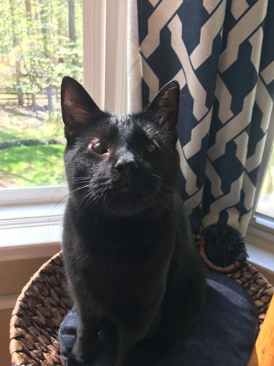 Meet Inky, The Kitten With No Eyelids Meet Inky, The Kitten With No Eyelids