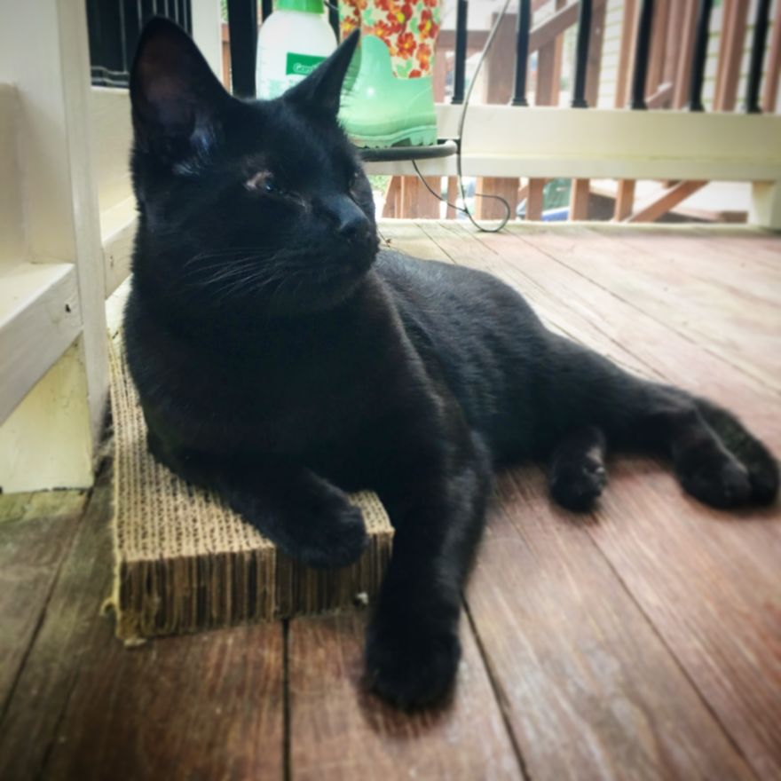 Meet Inky, The Kitten With No Eyelids Meet Inky, The Kitten With No Eyelids