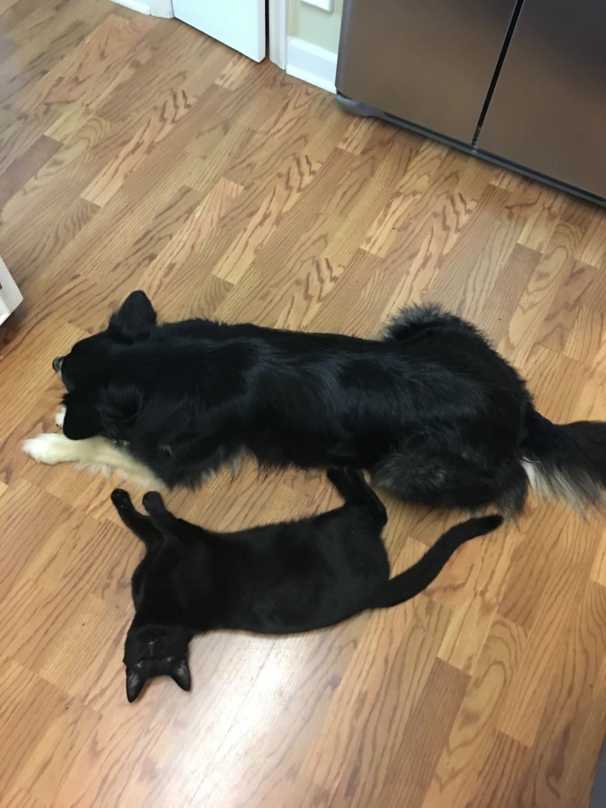 Meet Inky, The Kitten With No Eyelids Meet Inky, The Kitten With No Eyelids