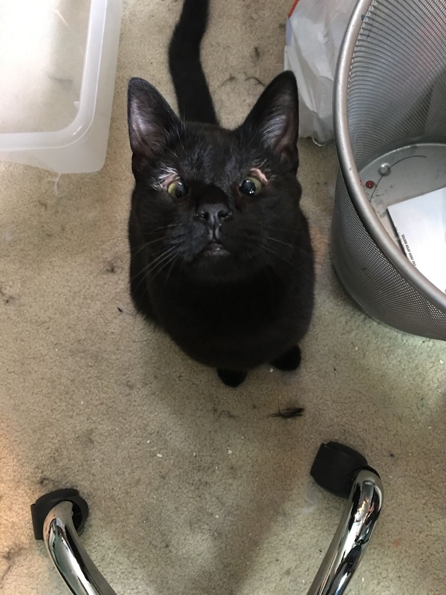 Meet Inky, The Kitten With No Eyelids Meet Inky, The Kitten With No Eyelids