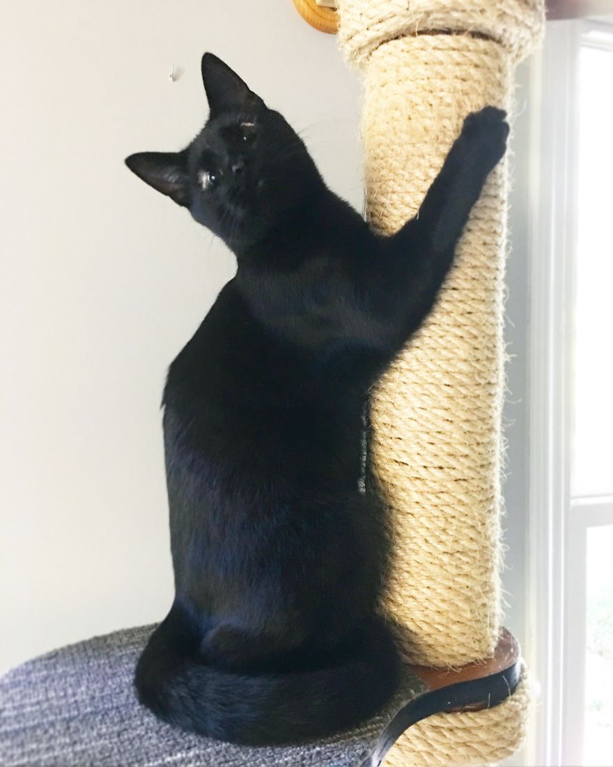 Meet Inky, The Kitten With No Eyelids Meet Inky, The Kitten With No Eyelids