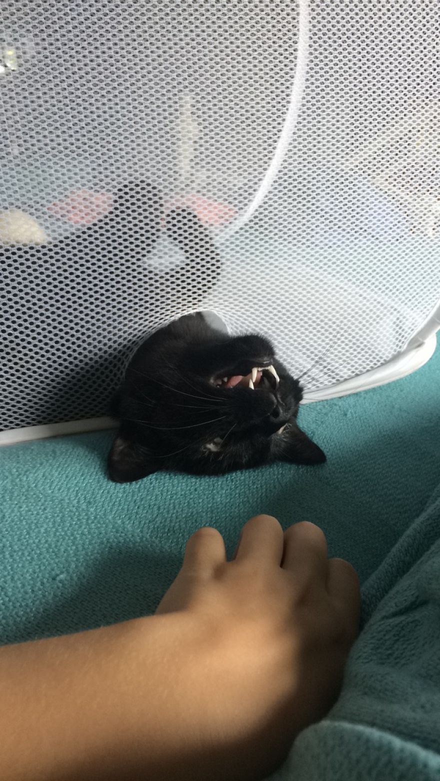 Meet Inky, The Kitten With No Eyelids Meet Inky, The Kitten With No Eyelids