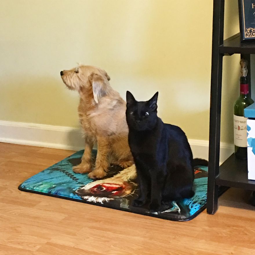 Meet Inky, The Kitten With No Eyelids Meet Inky, The Kitten With No Eyelids