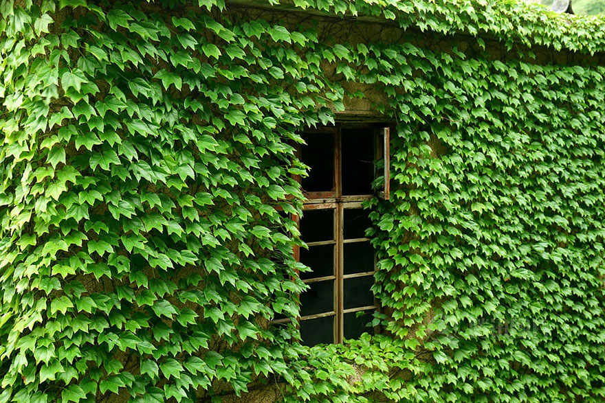 Abandoned Chinese Fishing Village Being Swallowed By Nature