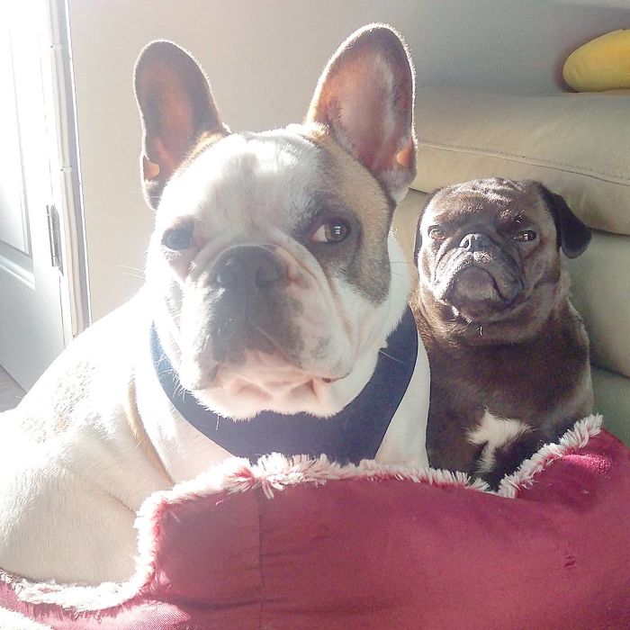 Furry Ying And Furry Yang