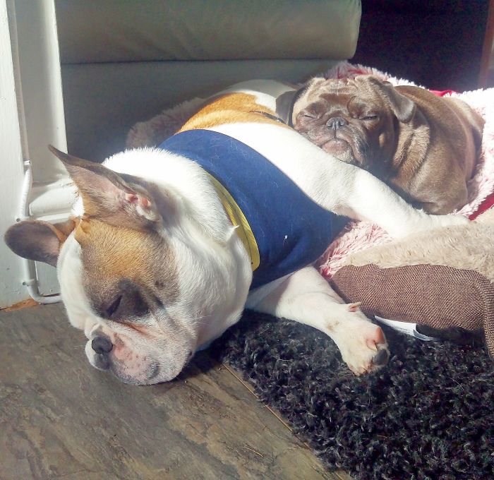 Furry Ying And Furry Yang