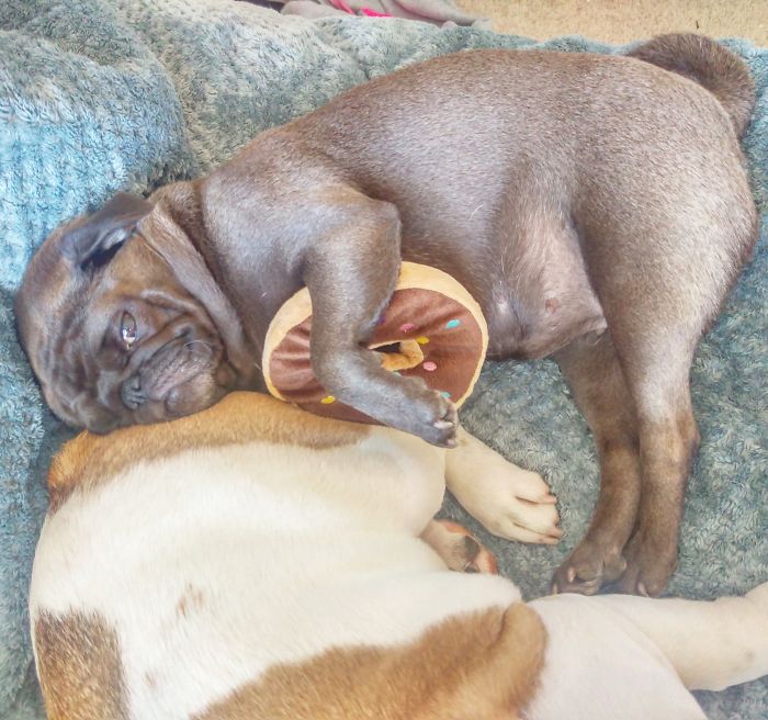 Furry Ying And Furry Yang