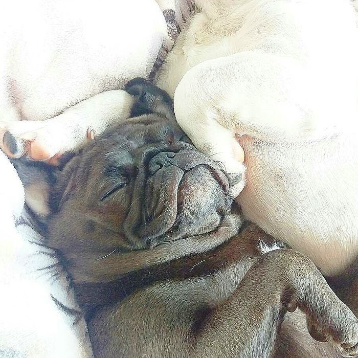 Furry Ying And Furry Yang