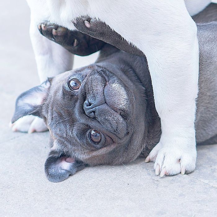 Furry Ying And Furry Yang