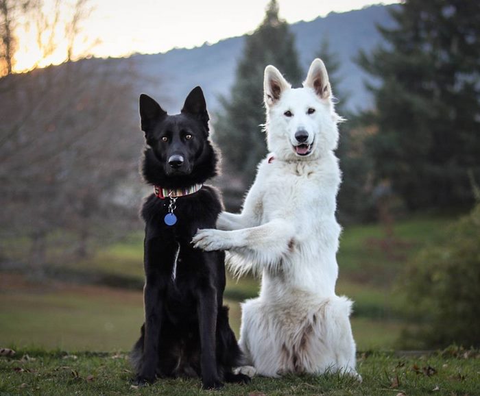 These Dog &#8220;Wedding&#8221; Photos Will Make Your Day
