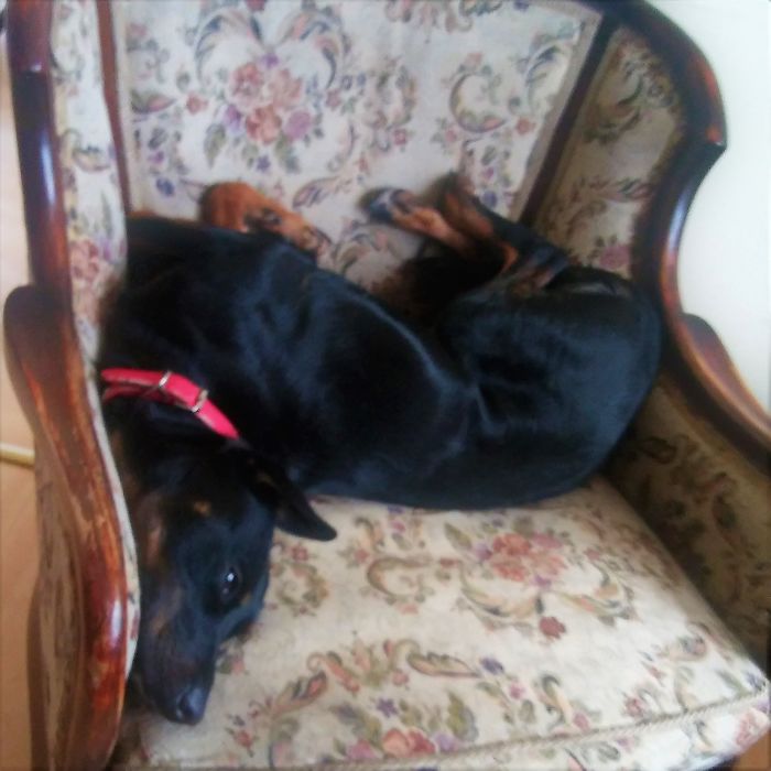 Hey Pandas, This Time Share Pictures Of Your Doggos And Puppers Acting Weird Hey Pandas, This Time Share Pictures Of Your Doggos And Puppers Acting Weird