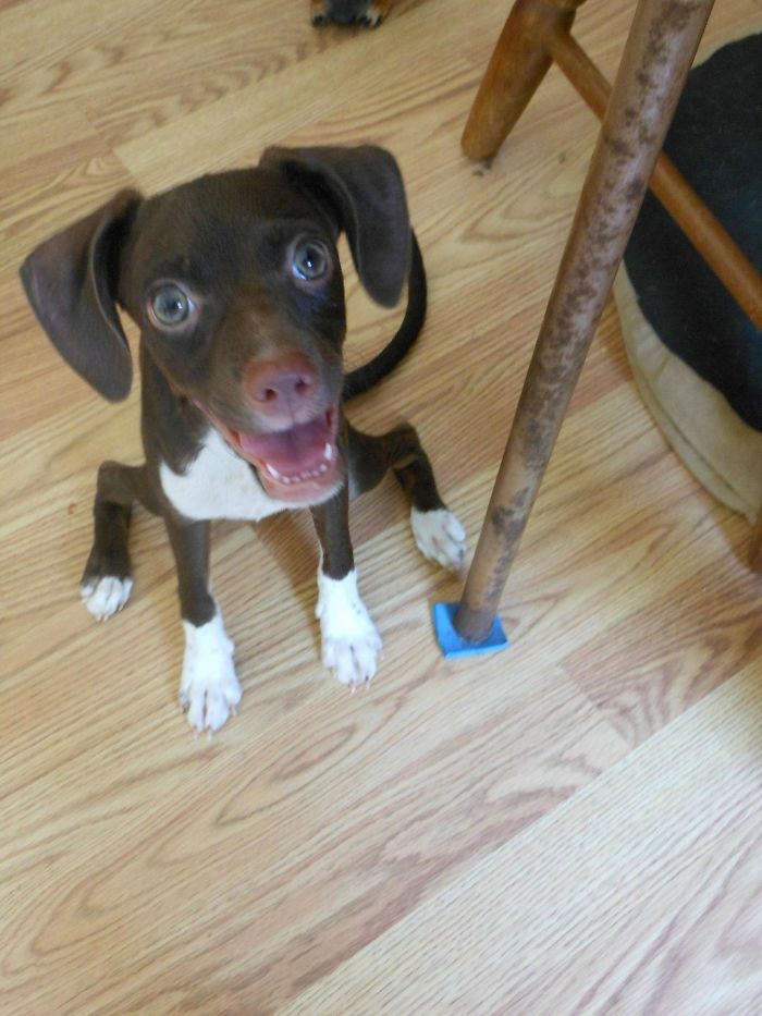 Hey Pandas, This Time Share Pictures Of Your Doggos And Puppers Acting Weird Hey Pandas, This Time Share Pictures Of Your Doggos And Puppers Acting Weird