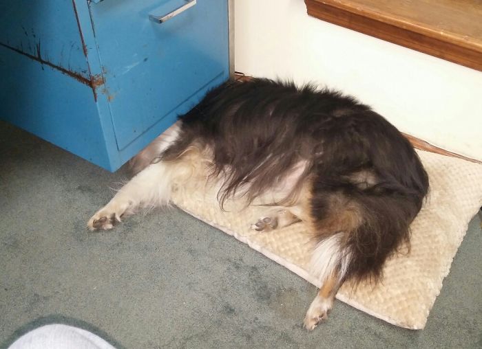 Hey Pandas, This Time Share Pictures Of Your Doggos And Puppers Acting Weird Hey Pandas, This Time Share Pictures Of Your Doggos And Puppers Acting Weird