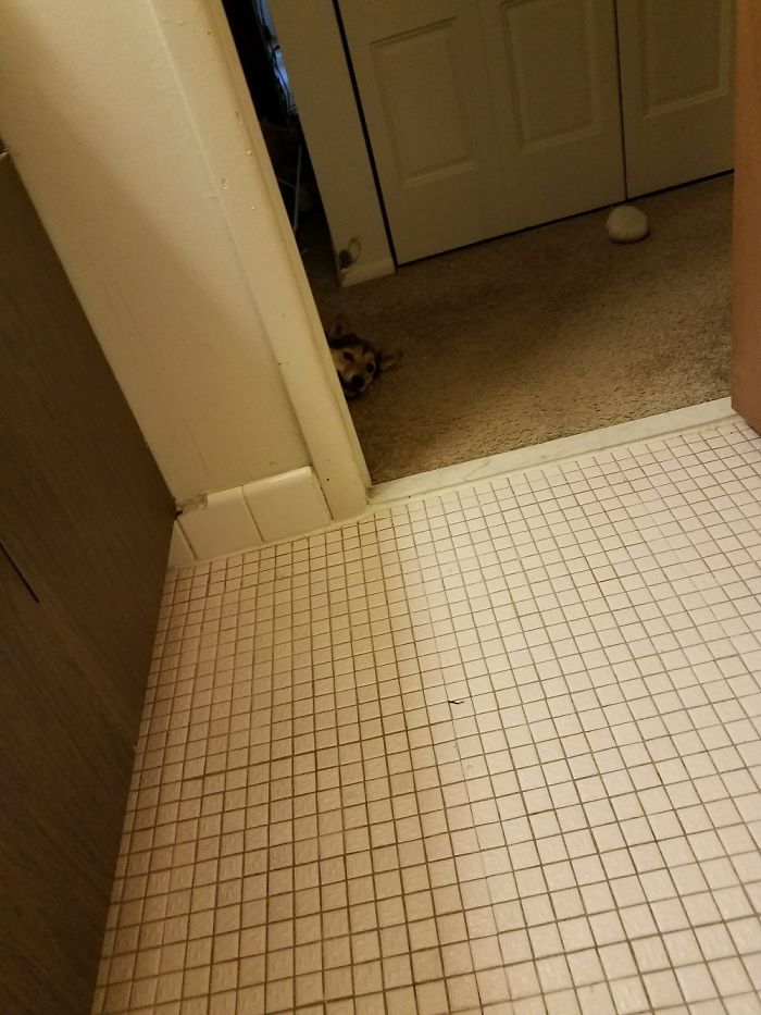 Hey Pandas, This Time Share Pictures Of Your Doggos And Puppers Acting Weird Hey Pandas, This Time Share Pictures Of Your Doggos And Puppers Acting Weird