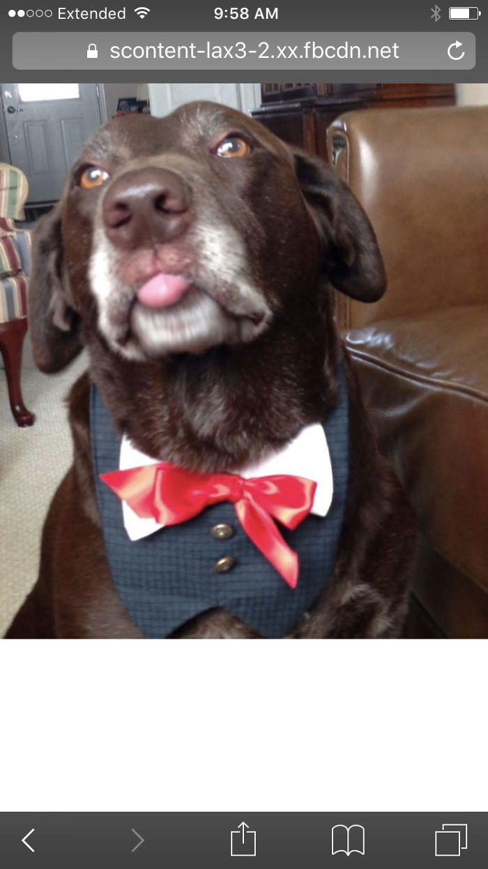 Hey Pandas, This Time Share Pictures Of Your Doggos And Puppers Acting Weird Hey Pandas, This Time Share Pictures Of Your Doggos And Puppers Acting Weird