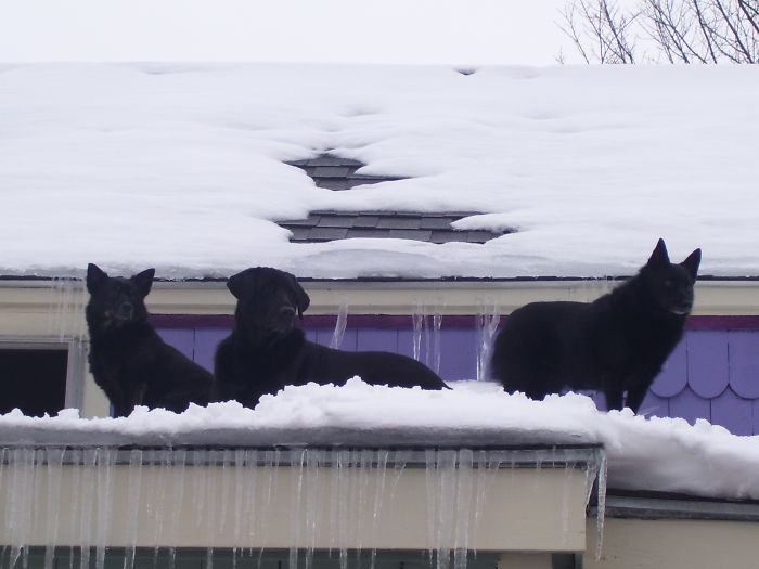 Hey Pandas, This Time Share Pictures Of Your Doggos And Puppers Acting Weird Hey Pandas, This Time Share Pictures Of Your Doggos And Puppers Acting Weird