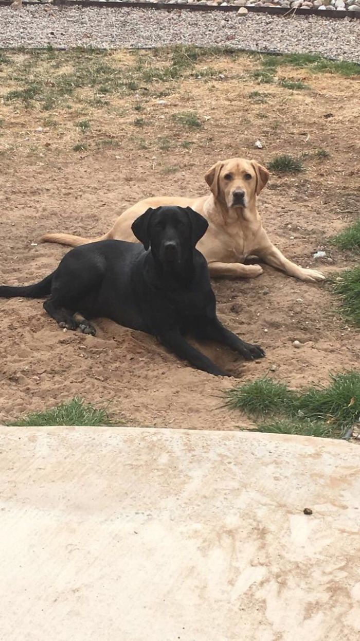 Hey Pandas, This Time Share Pictures Of Your Doggos And Puppers Acting Weird Hey Pandas, This Time Share Pictures Of Your Doggos And Puppers Acting Weird