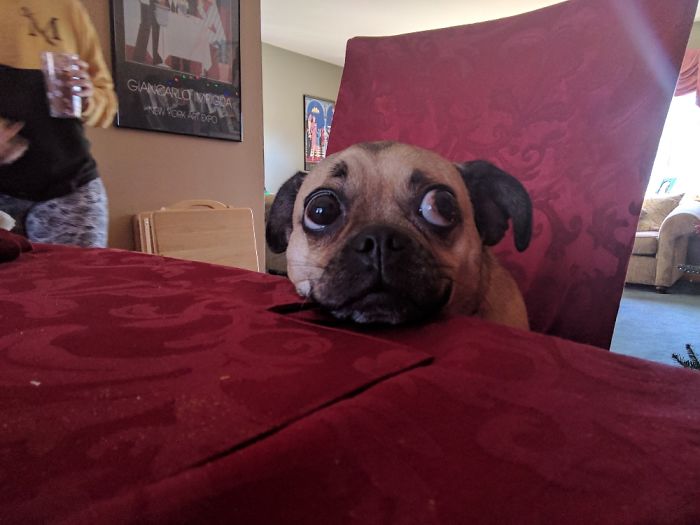 Hey Pandas, This Time Share Pictures Of Your Doggos And Puppers Acting Weird Hey Pandas, This Time Share Pictures Of Your Doggos And Puppers Acting Weird