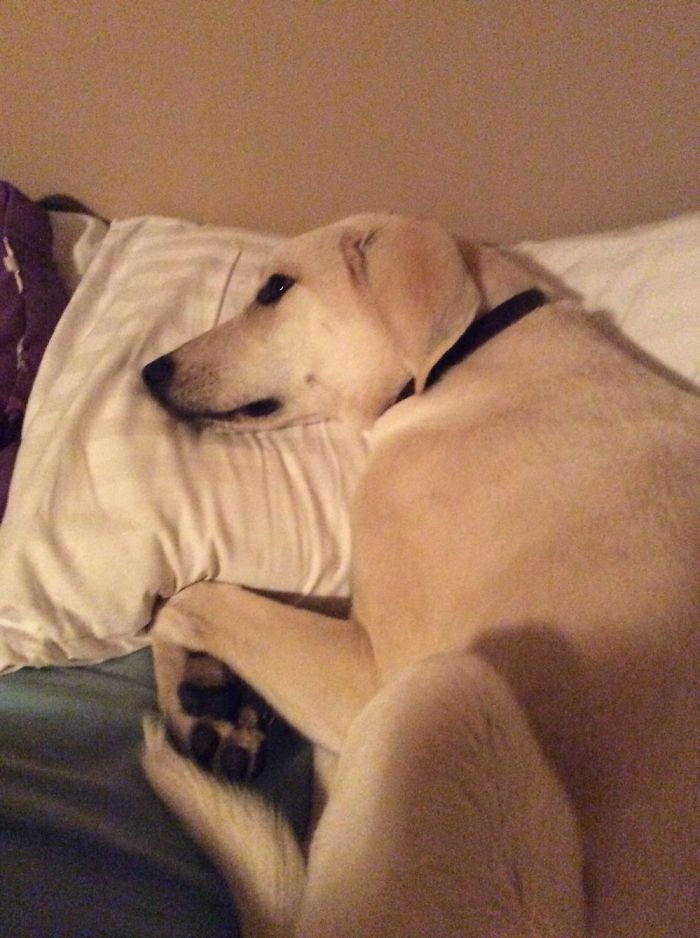 Hey Pandas, This Time Share Pictures Of Your Doggos And Puppers Acting Weird Hey Pandas, This Time Share Pictures Of Your Doggos And Puppers Acting Weird