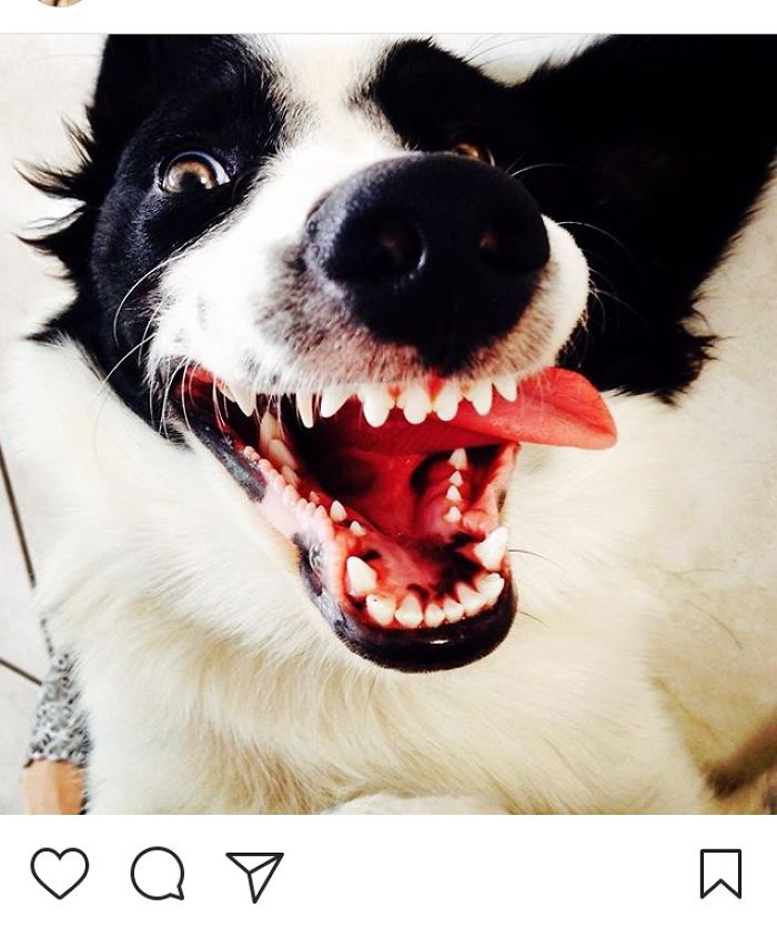 Hey Pandas, This Time Share Pictures Of Your Doggos And Puppers Acting Weird Hey Pandas, This Time Share Pictures Of Your Doggos And Puppers Acting Weird